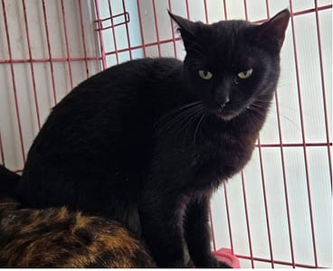 【待認養】混種貓 貓 (女生) - 臺北市動物之家