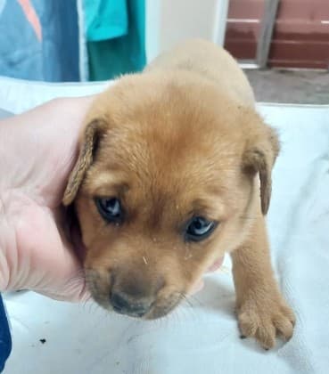 【待認養】混種犬 狗 (女生) - 新北市五股區公立動物之家