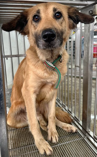 【待認養】混種犬 狗 (女生) - 花蓮縣狗貓躍動園區