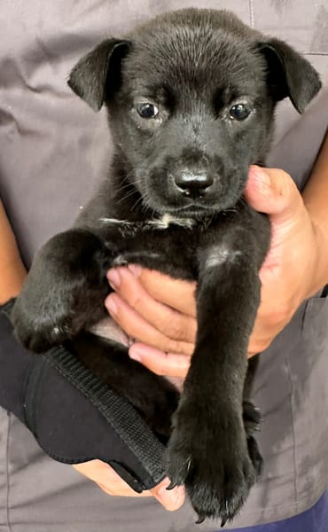 【待認養】混種犬 狗 (女生) - 花蓮縣狗貓躍動園區