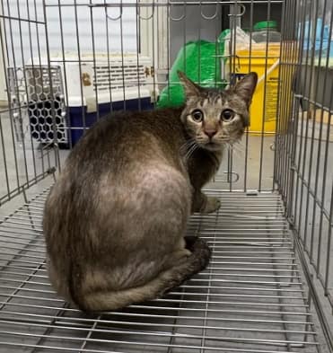 【待認養】混種貓 貓 (男生) - 新北市五股區公立動物之家