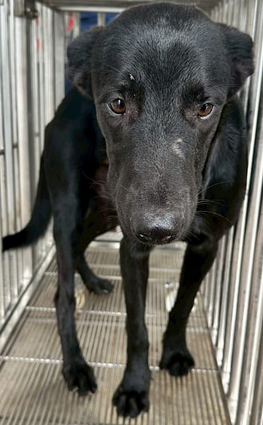 【待認養】混種犬 狗 (男生) - 花蓮縣狗貓躍動園區