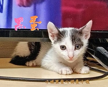 【待認養】混種貓 貓 (男生) - 新北市新店區公立動物之家