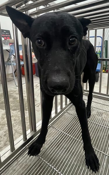 【待認養】混種犬 狗 (男生) - 花蓮縣狗貓躍動園區