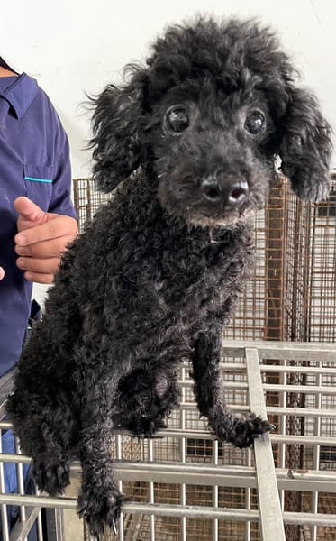 【待認養】貴賓犬 狗 (男生) - 花蓮縣狗貓躍動園區