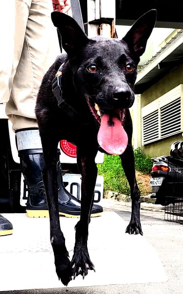 【待認養】混種犬 狗 (女生) - 基隆市寵物銀行