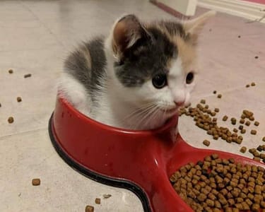 鋒毛孩寵物旅館