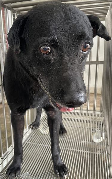 【待認養】混種犬 狗 (男生) - 花蓮縣狗貓躍動園區