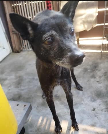 【待認養】混種犬 狗 (女生) - 新北市五股區公立動物之家