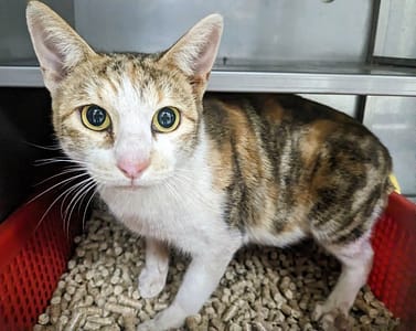 【待認養】混種貓 貓 (女生) - 新竹縣動物保護教育園區