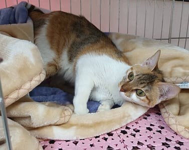 【待認養】混種貓 貓 (女生) - 新北市板橋區公立動物之家