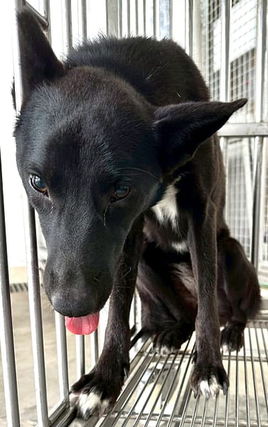 【待認養】混種犬 狗 (女生) - 花蓮縣狗貓躍動園區