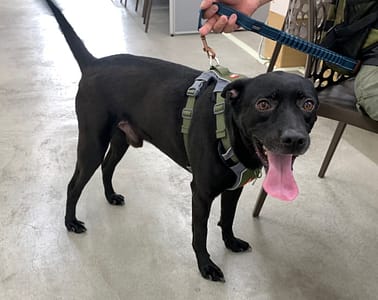 【待認養】混種犬 狗 (男生) - 臺北市動物之家