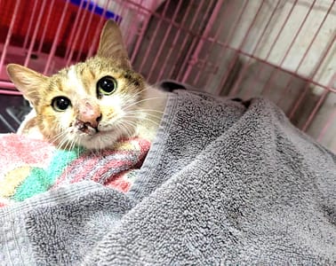 【待認養】混種貓 貓 (女生) - 新竹縣動物保護教育園區