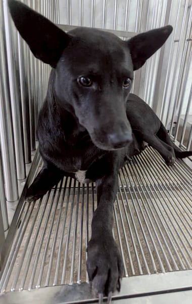 【待認養】混種犬 狗 (女生) - 花蓮縣狗貓躍動園區