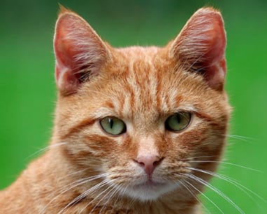 澡享受寵物沙龍