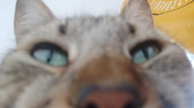 東森寵物雲股份有限公司板橋雨農分公司