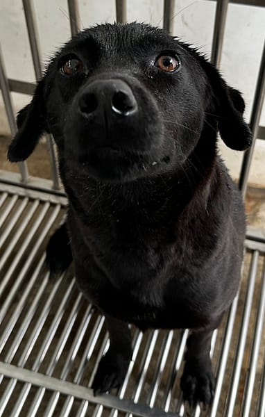 【待認養】混種犬 狗 (女生) - 花蓮縣狗貓躍動園區