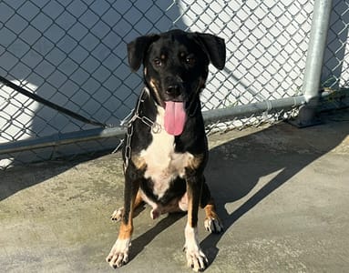 【待認養】混種犬 狗 (男生) - 臺北市動物之家