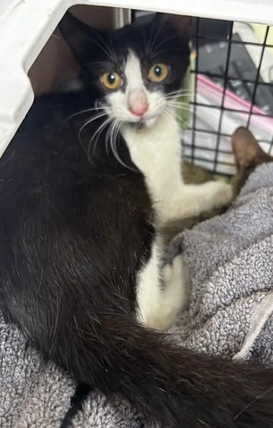 【待認養】混種貓 貓 (男生) - 新北市五股區公立動物之家