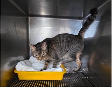 【待認養】混種貓 貓 (男生) - 臺北市動物之家