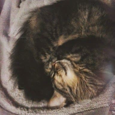 東森寵物雲股份有限公司台南新市分公司