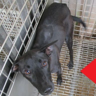 【待認養】混種犬 狗 (女生) - 高雄市燕巢動物保護關愛園區