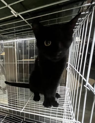 【待認養】混種貓 貓 (女生) - 新北市五股區公立動物之家