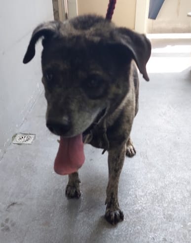 【待認養】混種犬 狗 (男生) - 新北市五股區公立動物之家