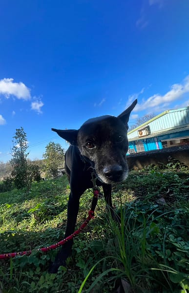 【待認養】混種犬 狗 (男生) - 新北市三芝區公立動物之家