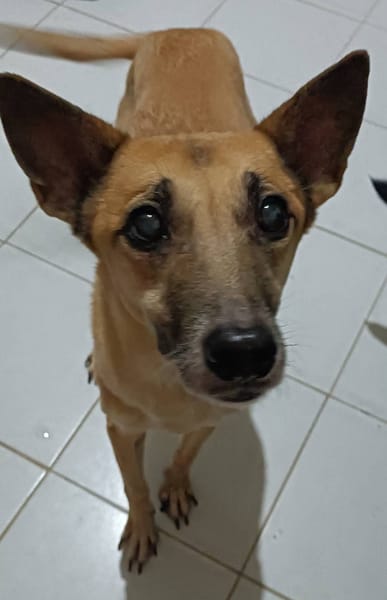 【待認養】混種犬 狗 (男生) - 新北市新店區公立動物之家