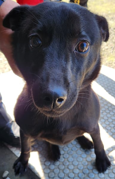 【待認養】混種犬 狗 (女生) - 新北市三芝區公立動物之家