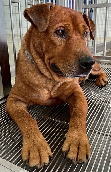 【待認養】混種犬 狗 (男生) - 花蓮縣狗貓躍動園區