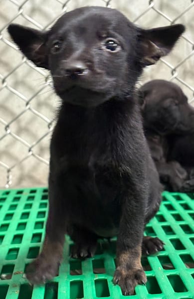 【待認養】混種犬 狗 (女生) - 臺東縣動物收容中心