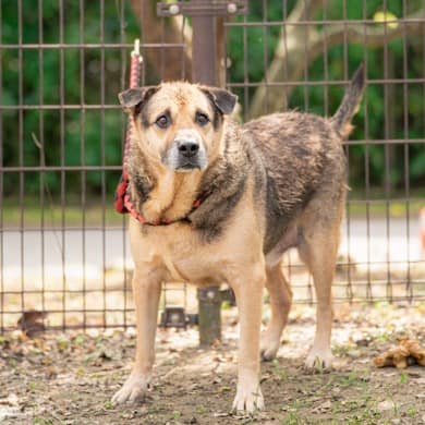 【待認養】混種犬 狗 (男生) - 宜蘭縣流浪動物中途之家
