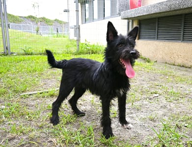 【待認養】混種犬 狗 (男生) - 花蓮縣狗貓躍動園區