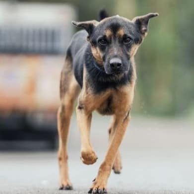 【待認養】混種犬 狗 (男生) - 新北市中和區公立動物之家