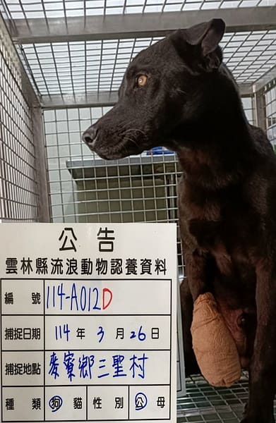 【待認養】混種犬 狗 (男生) - 雲林縣流浪動物收容所