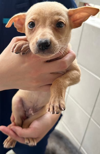 【待認養】混種犬 狗 (男生) - 花蓮縣狗貓躍動園區