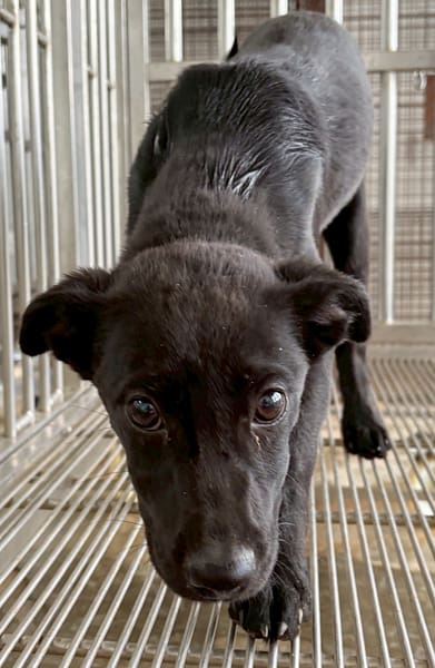 【待認養】混種犬 狗 (女生) - 花蓮縣狗貓躍動園區