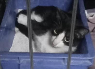 【待認養】混種貓 貓 (女生) - 桃園市動物保護教育園區