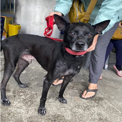 【待認養】混種犬 狗 (男生) - 新北市板橋區公立動物之家