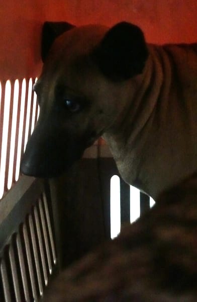 【待認養】混種犬 狗 (男生) - 宜蘭縣流浪動物中途之家