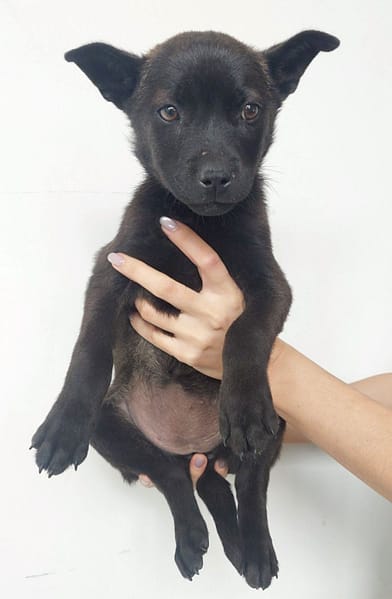 【待認養】混種犬 狗 (女生) - 花蓮縣狗貓躍動園區