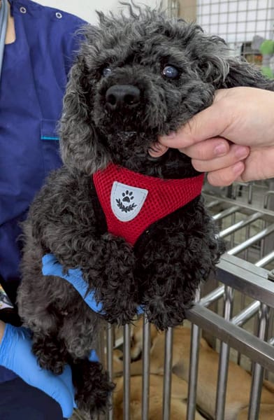 【待認養】貴賓犬 狗 (女生) - 花蓮縣狗貓躍動園區