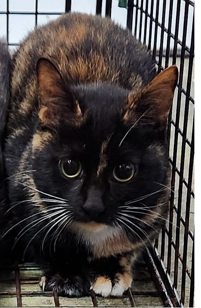 【待認養】混種貓 貓 (女生) - 新北市三芝區公立動物之家