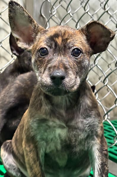 【待認養】混種犬 狗 (女生) - 臺東縣動物收容中心