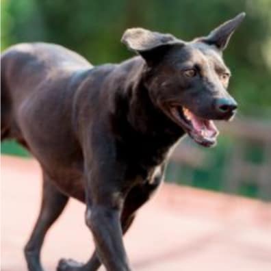 【待認養】混種犬 狗 (女生) - 新北市板橋區公立動物之家