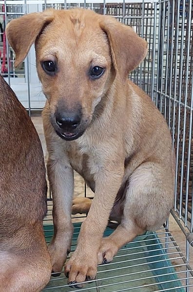 【待認養】混種犬 狗 (男生) - 花蓮縣狗貓躍動園區