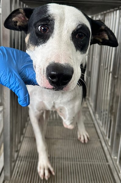 【待認養】混種犬 狗 (女生) - 花蓮縣狗貓躍動園區